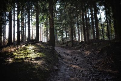 Trees growing in forest