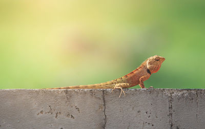 Close-up of a lizard on wall