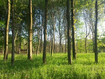 Scenic view of trees in forest