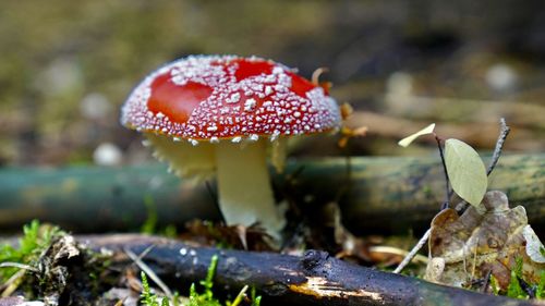 Close-up of mushroom growing on field