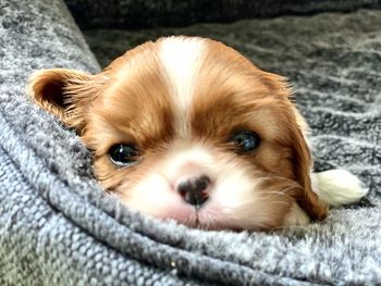 Close-up portrait of a dog