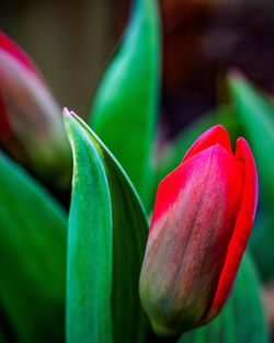 Close-up of red flowering plant