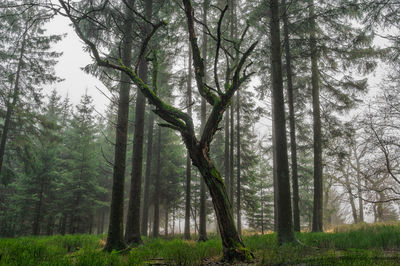 Pine trees in forest