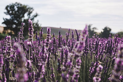 Close-up of purple flowering plants on field against sky