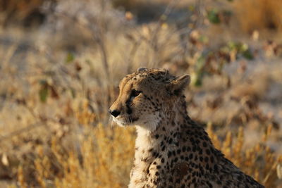 Side view of a cat looking away