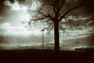 Silhouette tree against sky