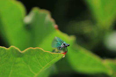 Close-up of fly on leaf