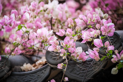 Close-up of pink flowering plants