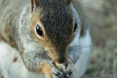 Close-up of squirrel