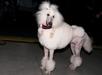 White dog looking away while standing on floor