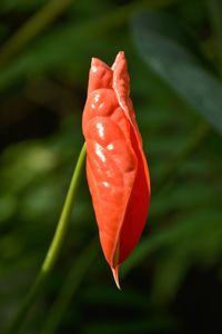 Close-up of red rose flower