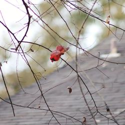 Close-up of red flowers against blurred background