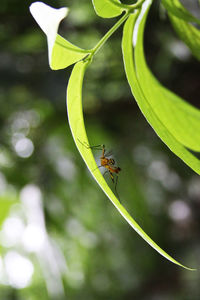 Close-up of insect on plant