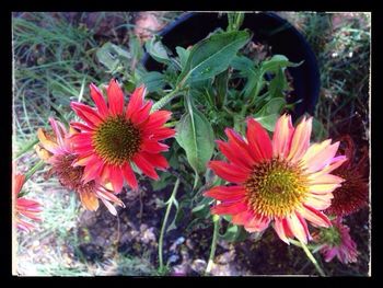 Close-up of pink flowers