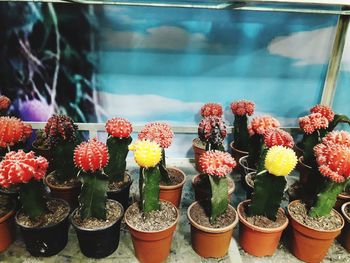 Close-up of potted cactus plants