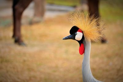 Close-up of a bird