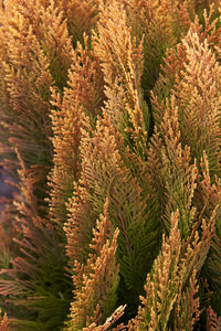 High angle view of pine tree