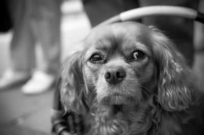 Portrait of a dog