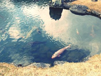 Ducks swimming in water