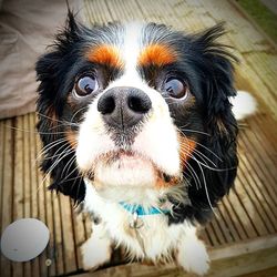 Close-up portrait of dog