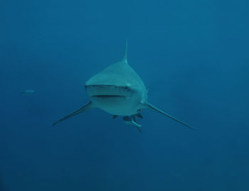 Big shark swims head-on towards the diver