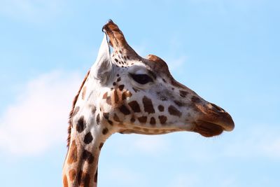 Low angle view of giraffe