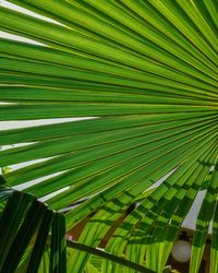 Close-up of palm leaves