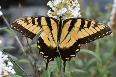 Close-up of butterfly pollinating on flower