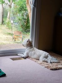 Cat on window