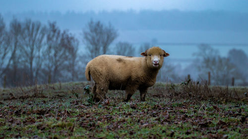 Sheep standing in a field