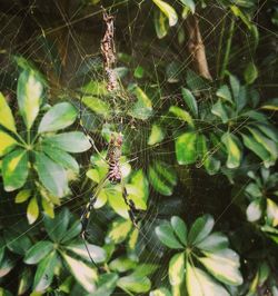 Close-up of spider web on plant