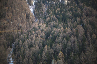 Trees on rock formation