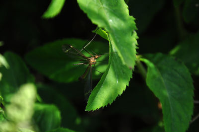 Close-up of insect on leaf