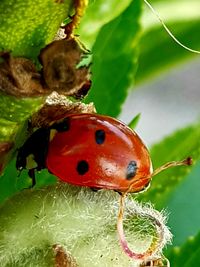 Close-up of ladybug on plant