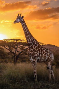 Giraffe standing on field against sky during sunset