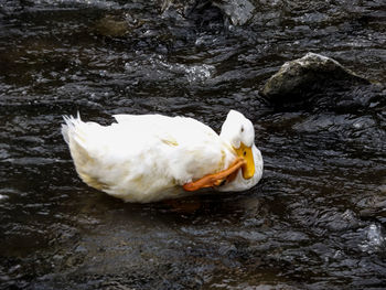 Close-up of duck in lake