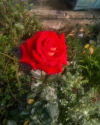 Close-up of red rose blooming outdoors