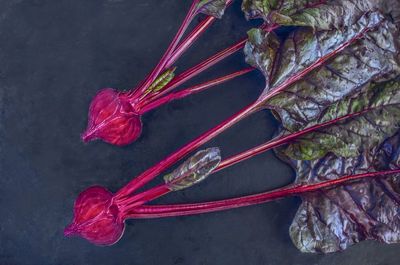 Close-up of red flowers