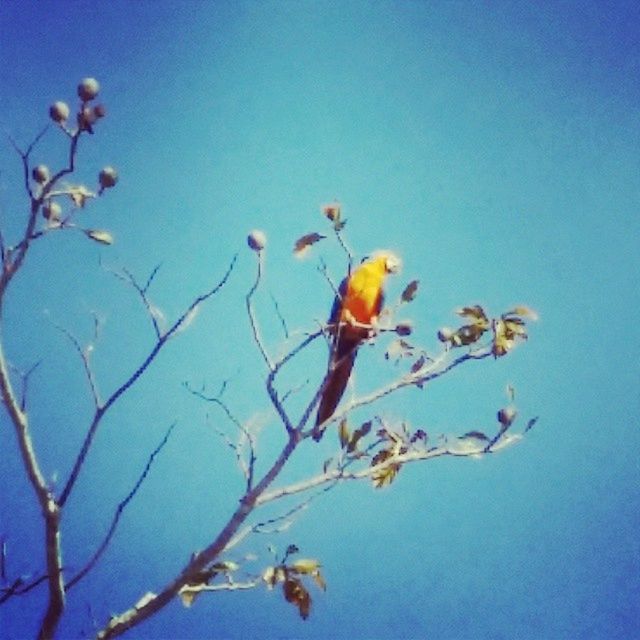 blue, clear sky, branch, animal themes, animals in the wild, low angle view, nature, wildlife, bird, one animal, copy space, beauty in nature, growth, day, outdoors, no people, twig, perching, plant, flower