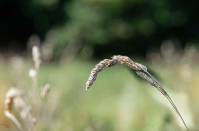 Close-up of caterpillar on plant at field