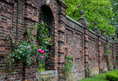 Plant growing on brick wall