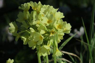 Close-up of yellow flowering plant