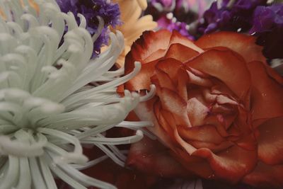 Full frame shot of purple flowering plant