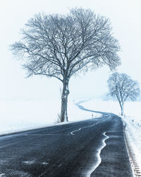 Bare tree on snow covered landscape