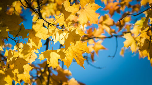 Close-up of yellow maple leaves on branch