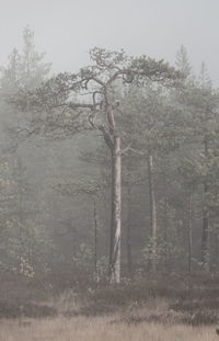 Low angle view of trees in forest during foggy weather