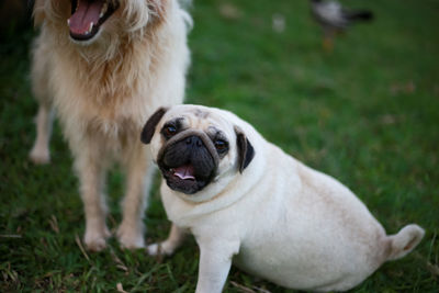 Portrait of a dog on field