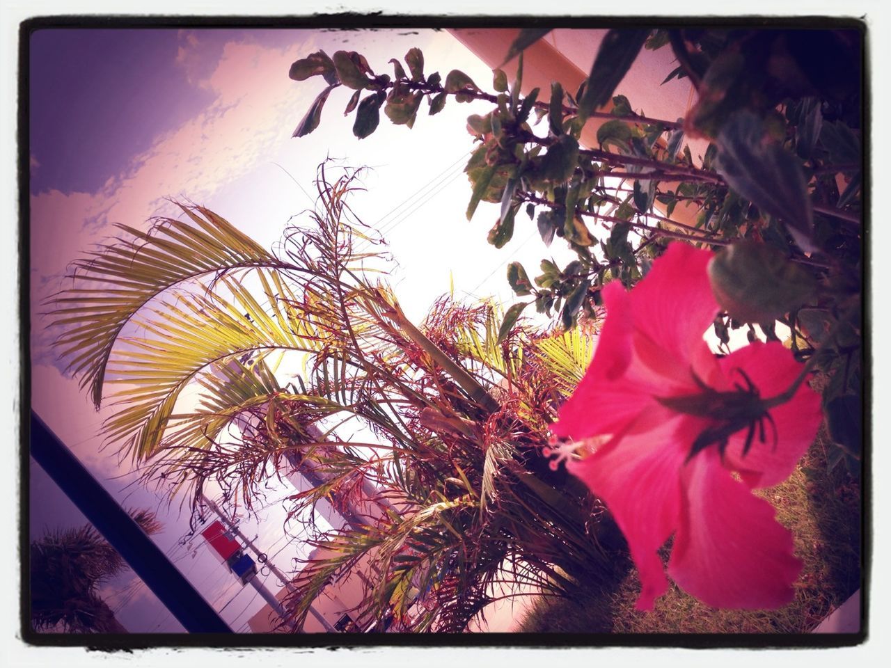 transfer print, auto post production filter, flower, low angle view, growth, sky, built structure, plant, nature, tree, building exterior, beauty in nature, pink color, fragility, architecture, outdoors, day, no people, sunlight, leaf