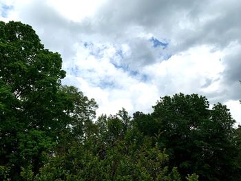 Low angle view of trees against sky