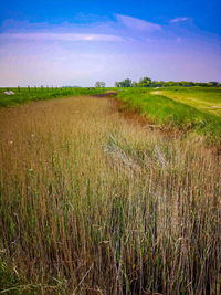 Scenic view of agricultural field against sky